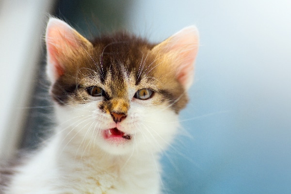 Let's Talk Angry Cat Sounds and How to Handle Them